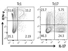 Intracellular Staining for IL-17 by Flow Cytometry