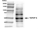 Anti-TPP1 for Mouse Samples