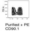 Purified Anti-CD90-1 Antibody