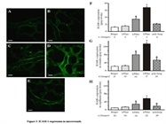 ICAM-1 Expression in Lung Microvessels