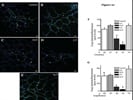 Connexin 43 Expression in Lung Microvessels