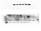 Review of Anti-GRK6 Antibody (cat#PB9709)