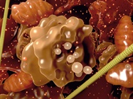  Getting the Microbiome Scoop from the Poop