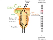 Edit-R CRISPR-Cas9 Genome Engineering