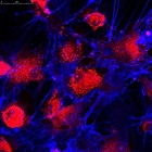 Monitoring Cell Health
