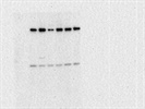 Good KIF15 Antibody