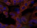 Great Donkey anti-Sheep Alexa 555 Secondary Antibody for IHC