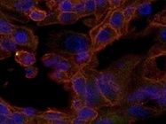 Great Donkey anti-Sheep Alexa 555 Secondary Antibody for IHC