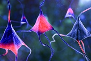  The Clinical Prognosis is Strong for Cell Signaling Tools
