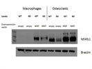 NFATc1 Antibody on Macrophage and Osteoclast Cells