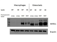 NFATc1 Antibody on Macrophage and Osteoclast Cells