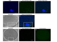 In Situ Proximity Ligation Assay (PLA) Kit components: A Comprehensive Review