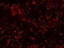Excellent NKX2.5 Antibody for Immunofluorescence
