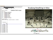 A Workhorse for Physiology (Telemetry/Plethysmography)