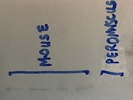Use of Mouse MAVS Antibody in Peromyscus Cells