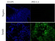 Good Anti-PDL1 for Immunohistochemistry