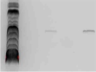 A Good Product for Brain Tissue Dissociation