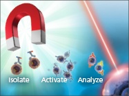 MagniSort ® Human Pan-Monocyte Enrichment Kit from Affymetrix