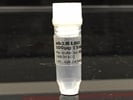 Time Course Effect of Chemoattractant on ABCA1 Expression