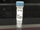 Time Course Effect of Chemoattractant on Pak2 Phosphorylation