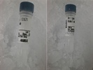A Reliable Antibody for Total Akt Protein