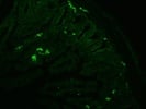 Staining of Mouse Intestinal Tissue
