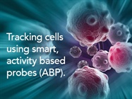 Non-invasive small animal imaging using smart activity based probes (iABP™).