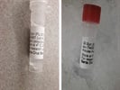 A Reliable Antibody for Immunohistochemistry Staining on GS