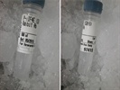 A Reliable Antibody for P-EIF4E Check with Western Blot