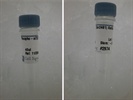 A Qualified Antibody to Check for p-mTOR 2481 with Western Blot