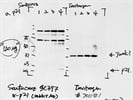 Thermo p21 Antibody (701151) Never Works