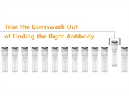 EasySep&trade; Verified Antibodies for Immunology Research