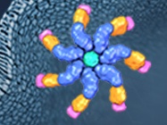 Caspase-Glo® 1 Inflammasome Assay