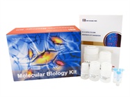 EZ-10 Spin Column Plasmid DNA Minipreps Kit, 250 preps