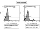 Identification of CD8+ Mouse Splenocytes by Flow Cytometry Using an Alexa Fluor 488-Conjugated Monoclonal Rat Anti-Mouse CD8a Antibody