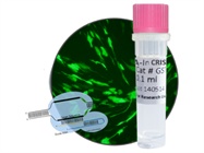 DNA-In® CRISPR Transfection Reagent