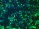 Polyclonal Anti-LAMA1 Antibody for Fluorescence Microscopy