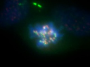 Great INCENP Antibody!