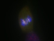 Best BubR1 Antibody I've Used