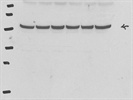 Excellent Antibody for Immunodetection of ß-Tubulin in Mammalian Cells