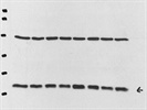 Excellent Immunodetection of Cdc42 Protein in Mouse Cell Line