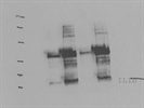 Immunodetection of IL-1ß Expression Levels in Mouse Cells