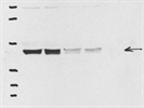 Excellent Ga(q) Antibody from Cell Signaling Technology
