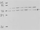 Good anti-pGSK3 beta Antibody