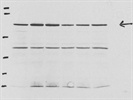Best NFkB Antibody from R&D Systems