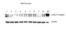 Beta-Actin Antibody Santa Cruz Review