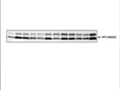 Anti-Histone H4 Antibody Abcam Review