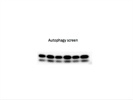 Cell Signaling LC3A Antibody Review