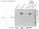 BACH2 Antibody (for Western Blot) from Origene