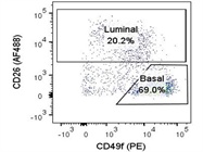 Good Basal Epithelial Cell Marker